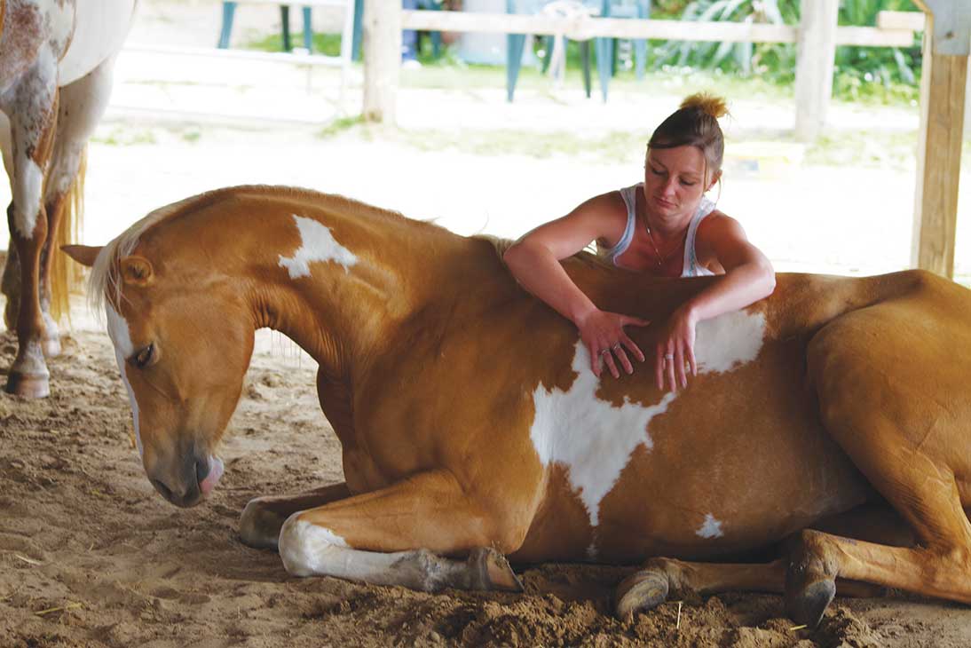 seance_individuelle_visionpure les chevaux vous accueilleront sur leurs terres, terrains d’expression et de découvertes