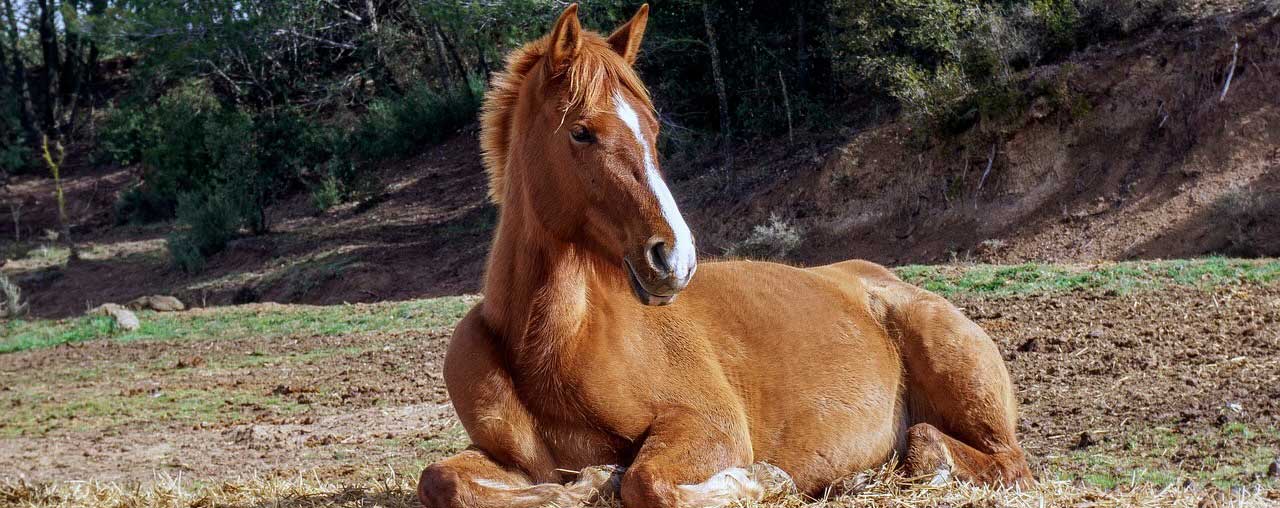 Ecoutons la voix silencieuse des chevaux Écoutons la voix silencieuse des chevaux