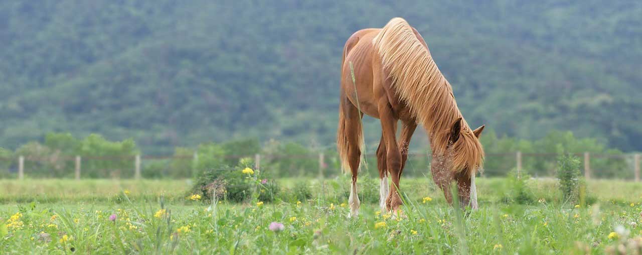 L’herbe est - elle plus verte dans le pré d’à côté ? L’herbe est - elle plus verte dans le pré d’à côté ?