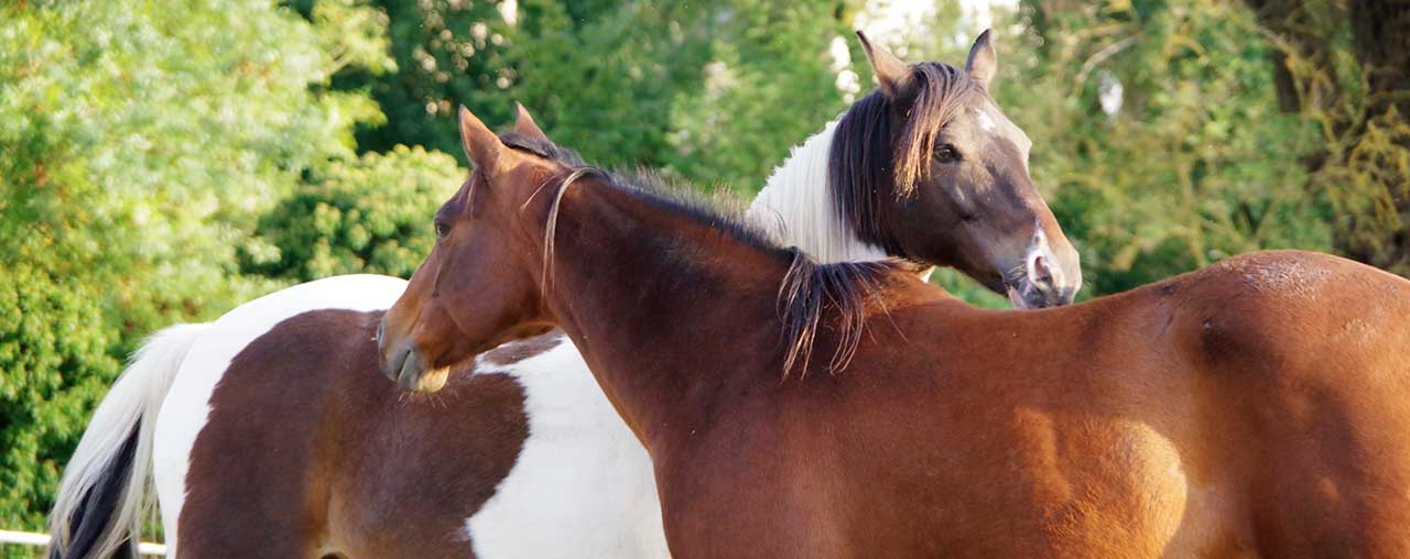 Le cheval, guérisseur de l'homme Le cheval, guérisseur de l'homme