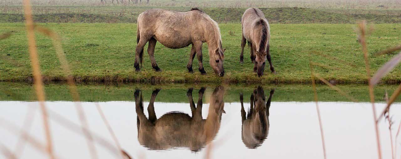 Le cheval met en évidence l’art de se mentir à Soi - même Le cheval met en évidence l’art de se mentir à Soi - même
