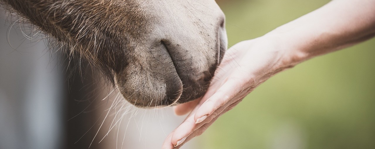 foal-6325413_1280