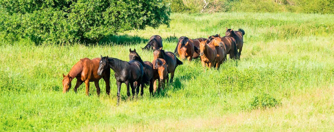 ils nous disent quoi les chevaux ? ils nous disent quoi les chevaux ?
