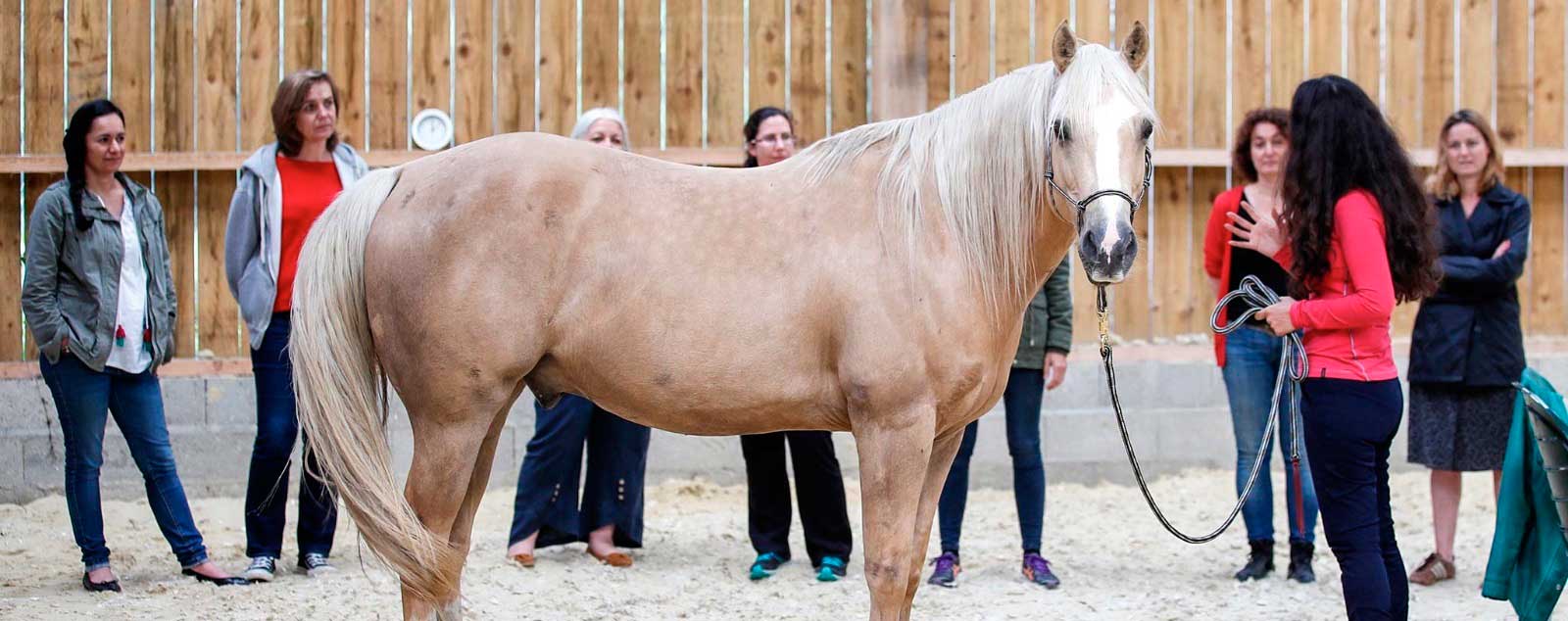 le cheval comme guérisseur de l'homme le cheval comme guérisseur de l'homme