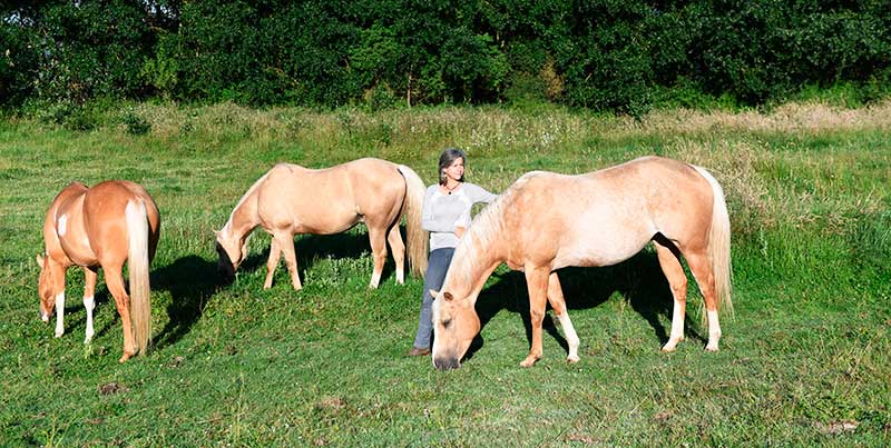 les chevaux vous accueilleront sur leurs terres, terrains d’expression et de découvertes