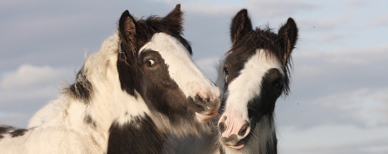 regard chevaux