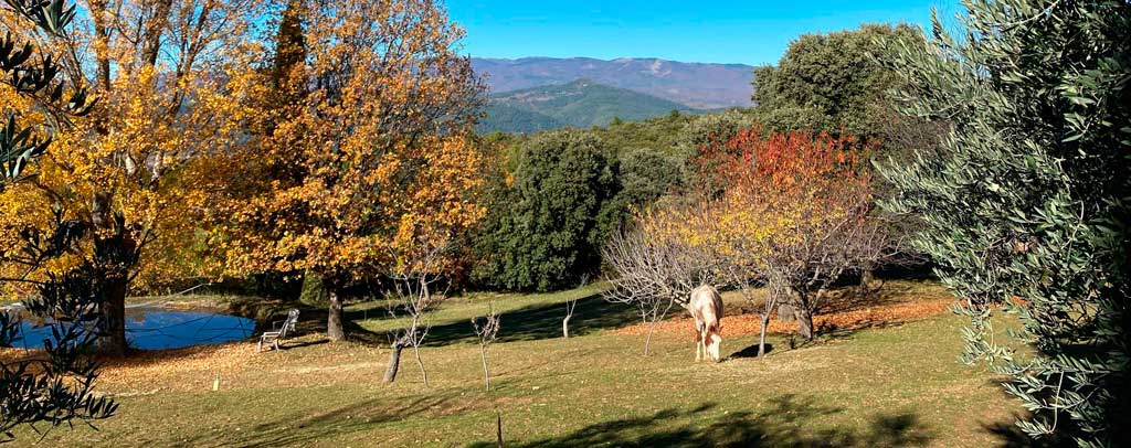 Beauté de l’automne au travers du regard du cheval Beauté de l’automne au travers du regard du cheval