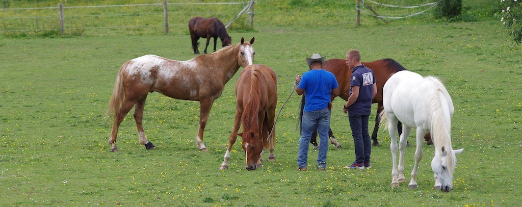 Coaching avec le cheval